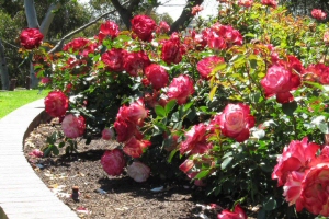 Rose Garden Rose Garden